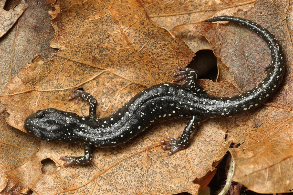 Родниковая саламандра