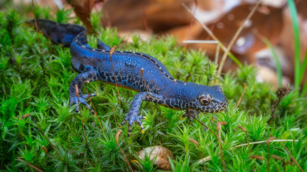 Альпийский Тритон