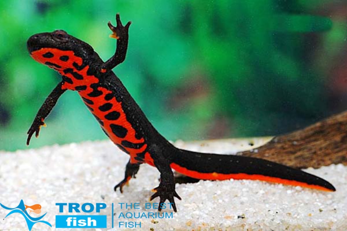 Рыбка Тритон аквариумная