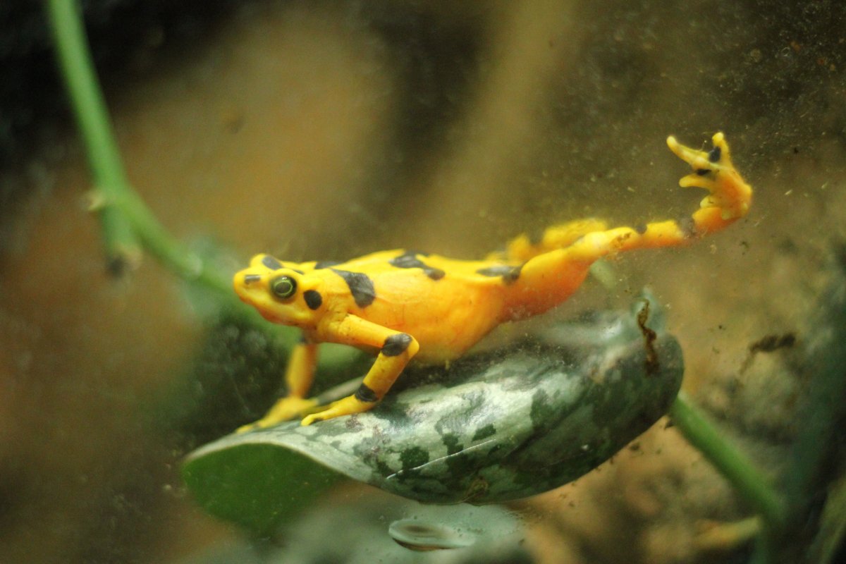 Лягушка жаба Тритон и саламандр