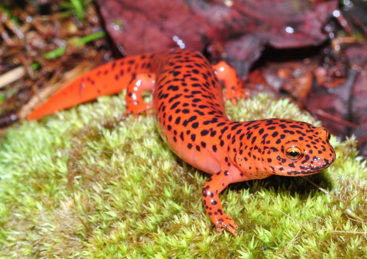 Красно пятнистый Тритон