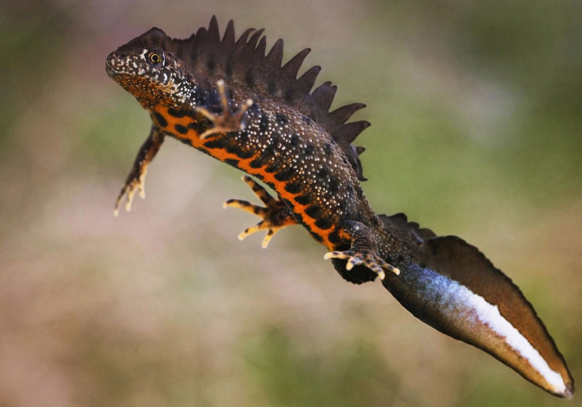 Красноспинная саламандра