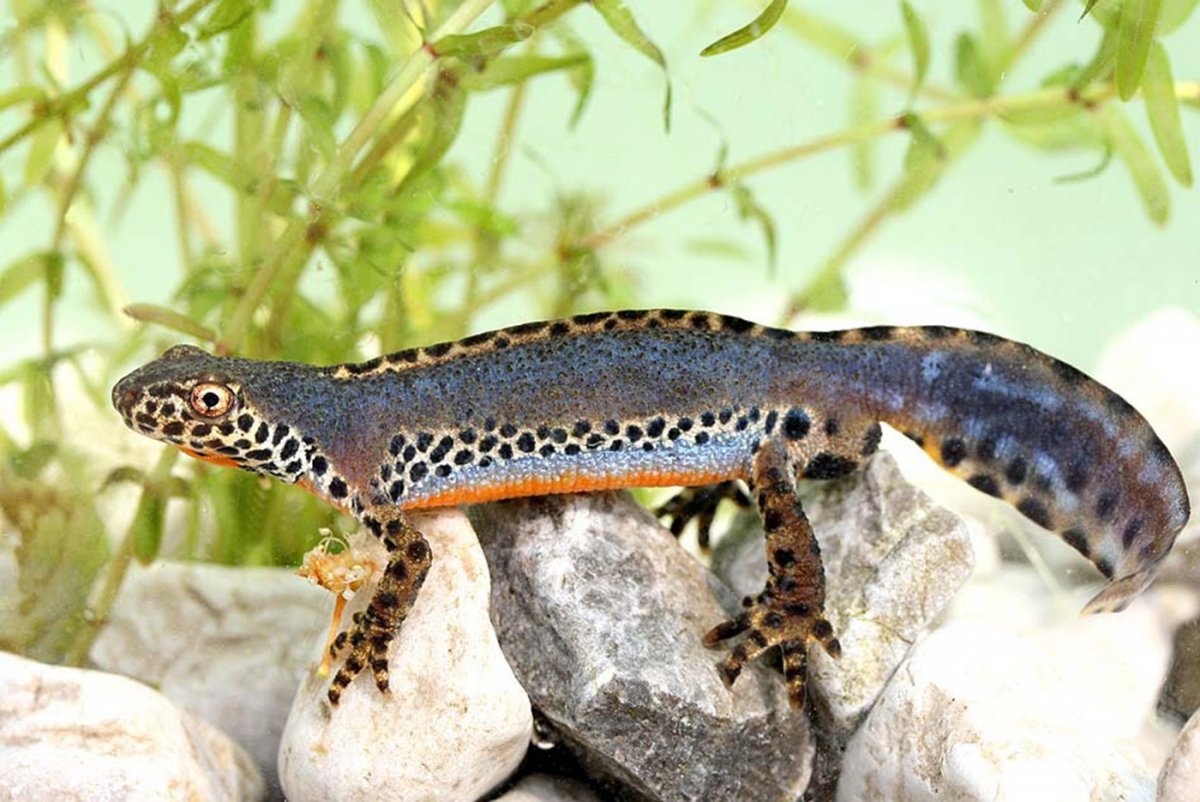 Альпийский Тритон - Triturus alpestris