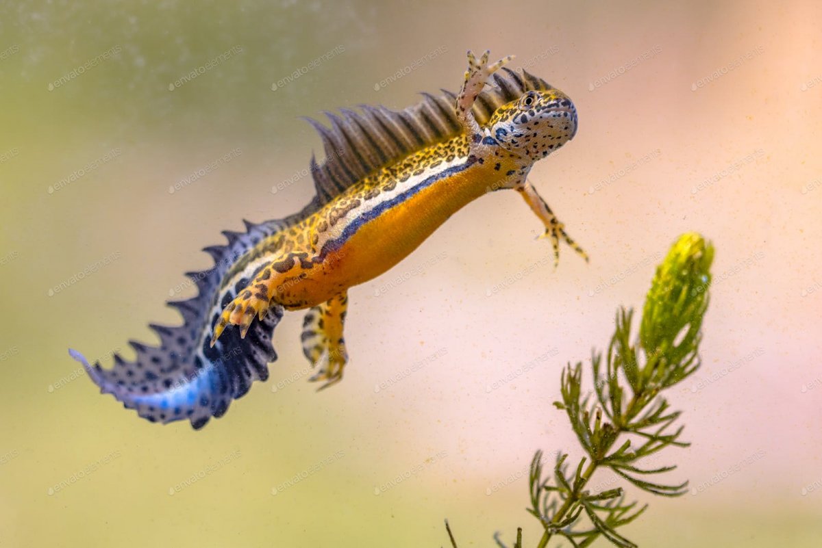 Тритон фото животное водное