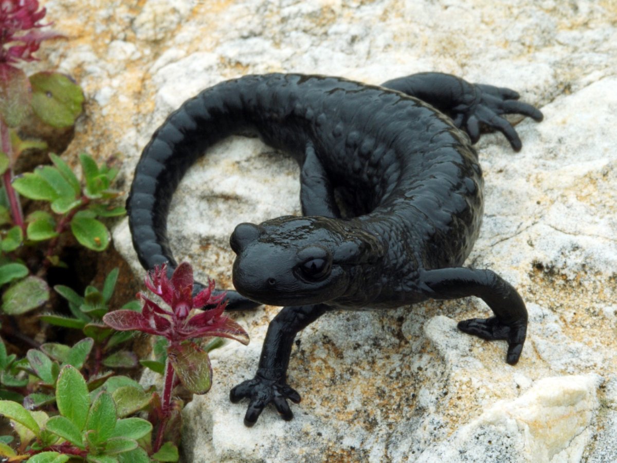 Аквариумная рыбка аксолотль