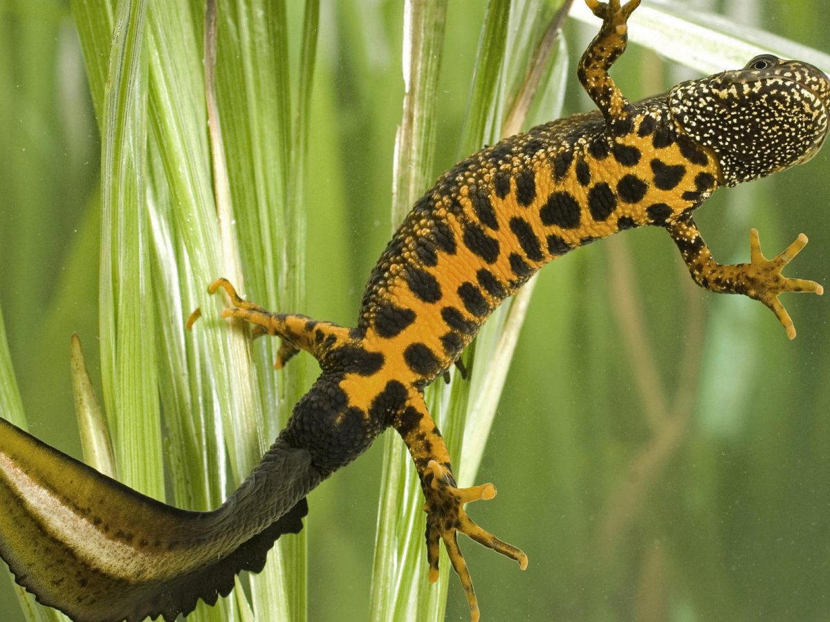 Огненная саламандра