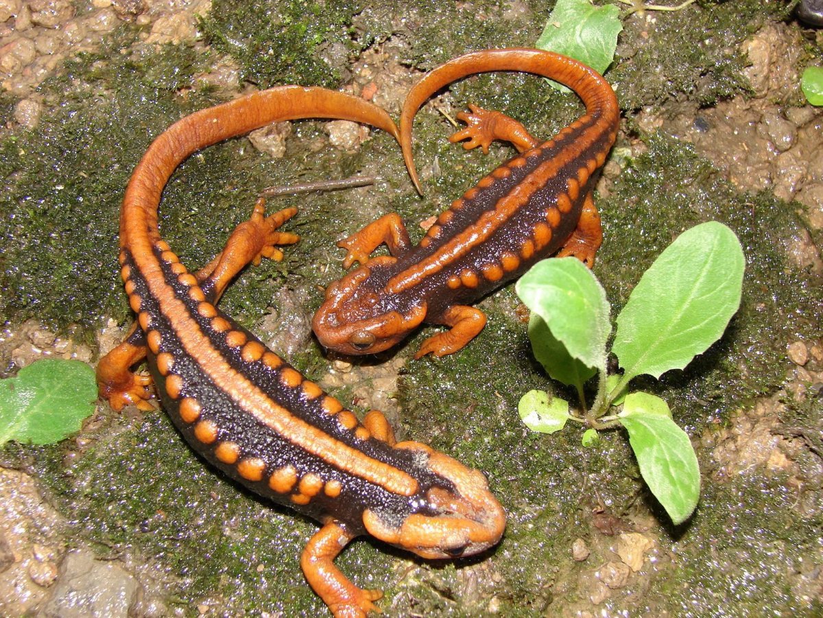 Тритон Огненная саламандра