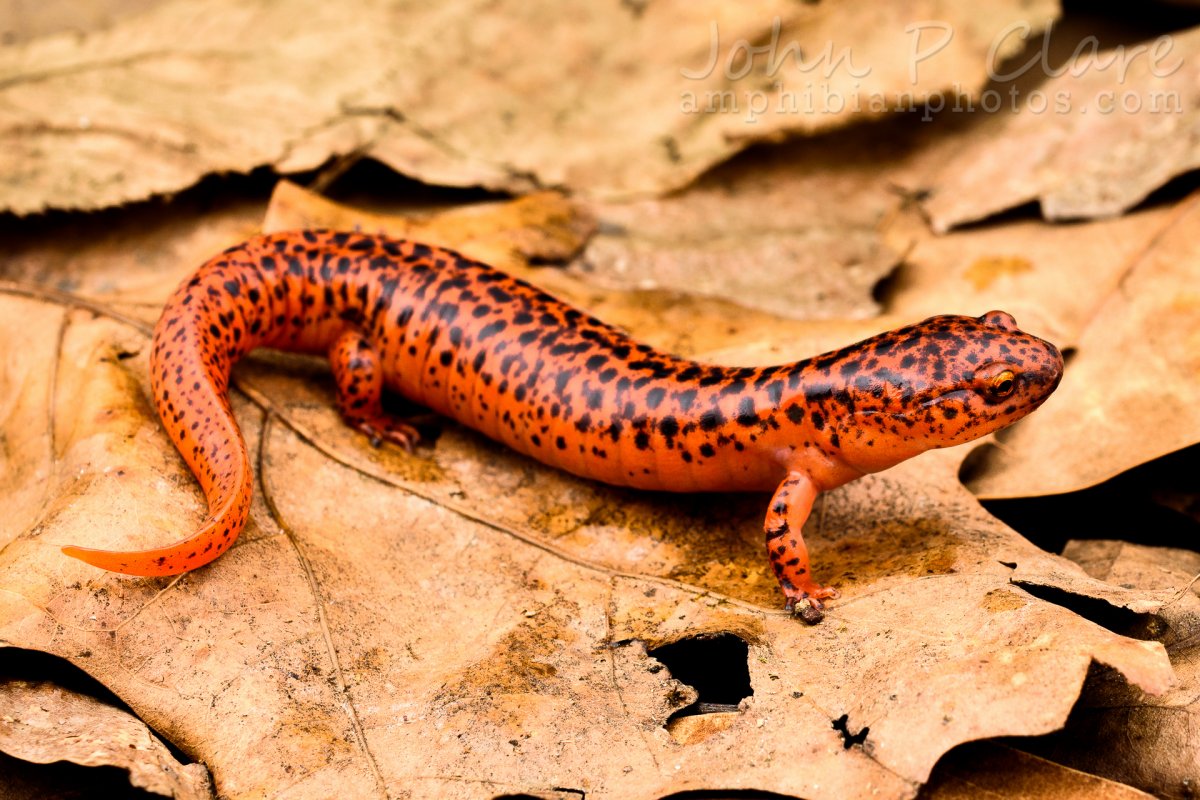 Гребенчатый Тритон