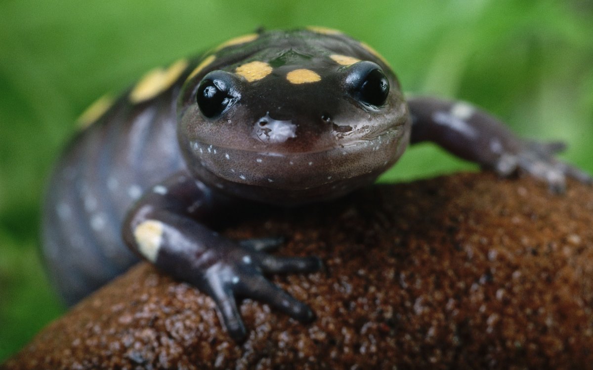 Семиреченский лягушкозуб