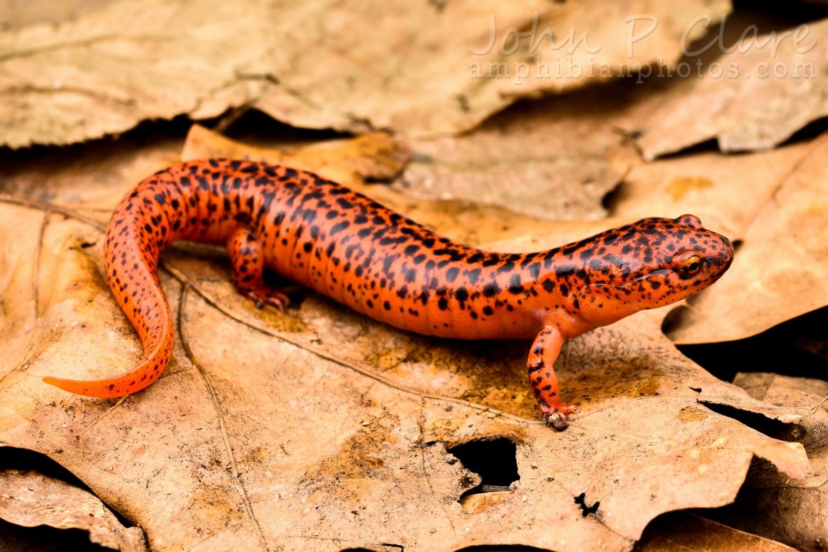 Сибирский углозуб