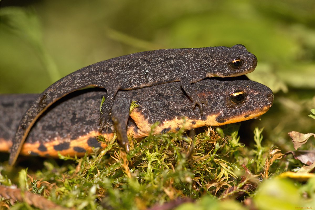 Огненная саламандра