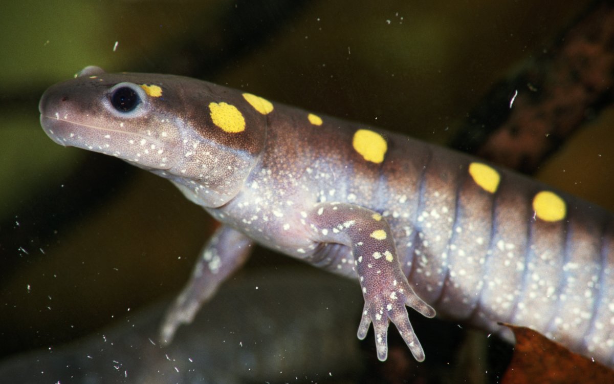 Карликовый геккон Латифи