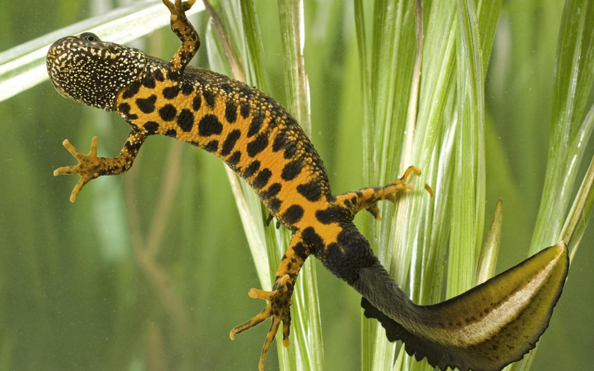 Саламандра амфибия