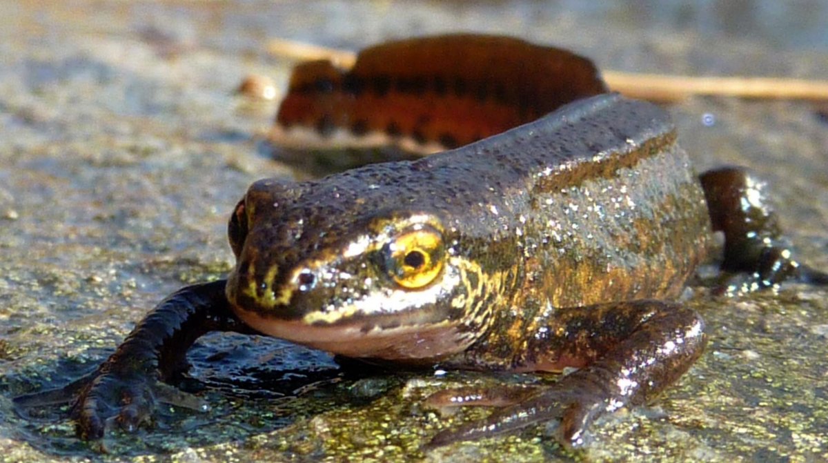 Крокодиловый Тритон