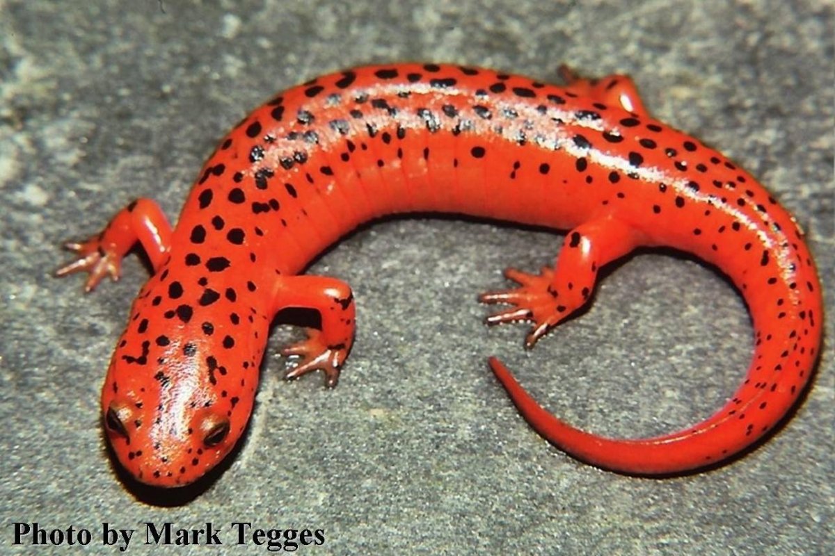 Земноводные лягушки Жабы тритоны