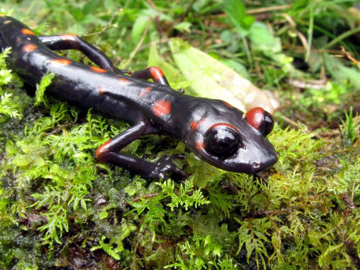 Рептилии Тритон ящерица