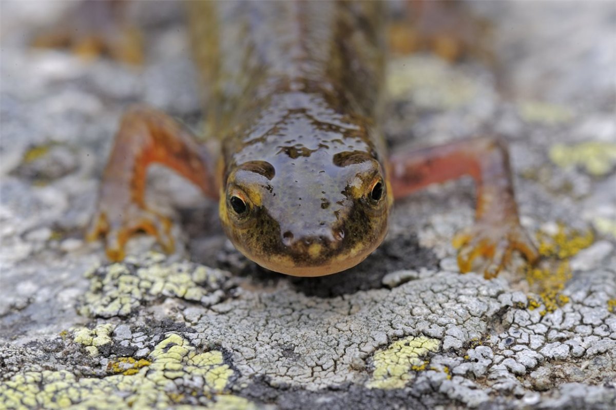 Тритон и геккон