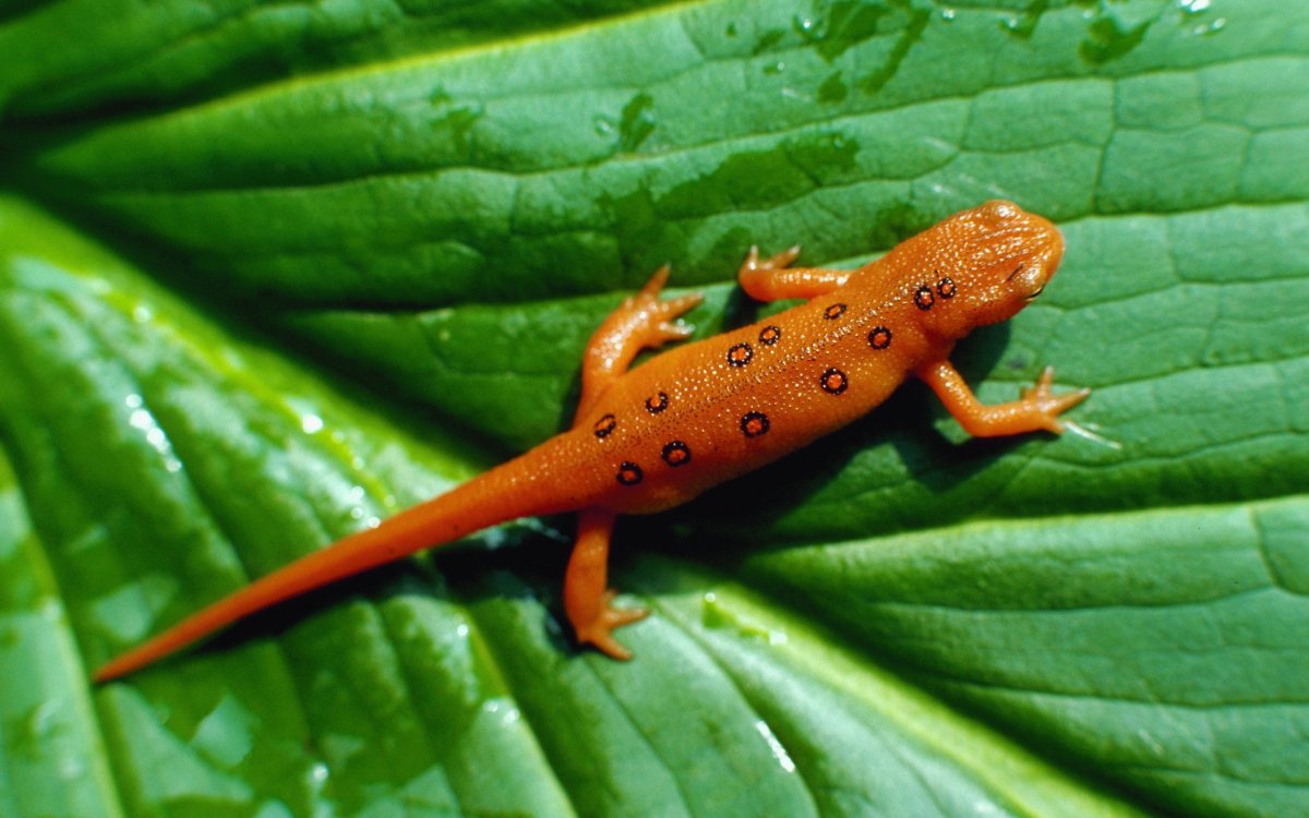 Тритон рыба Болотная