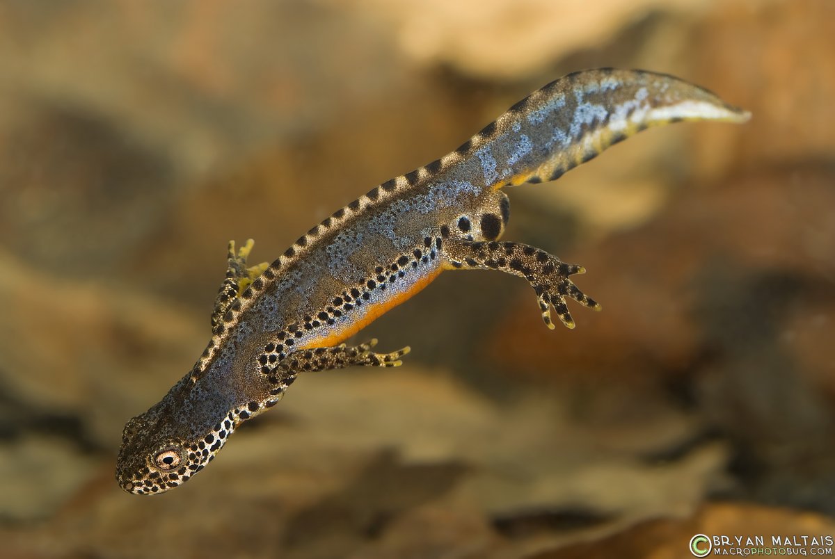 Новозеландские сцинки