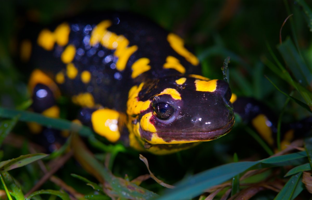 Обыкновенный Тритон Ланца