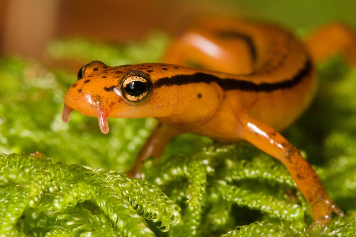 Безлегочная саламандра