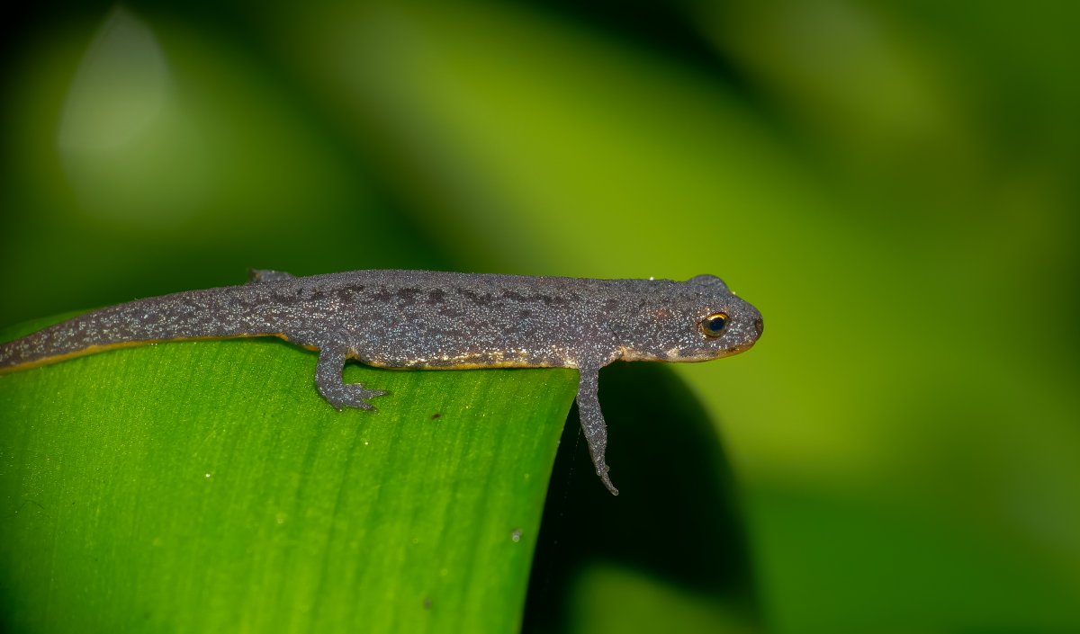 Огненная саламандра Salamandra Salamandra