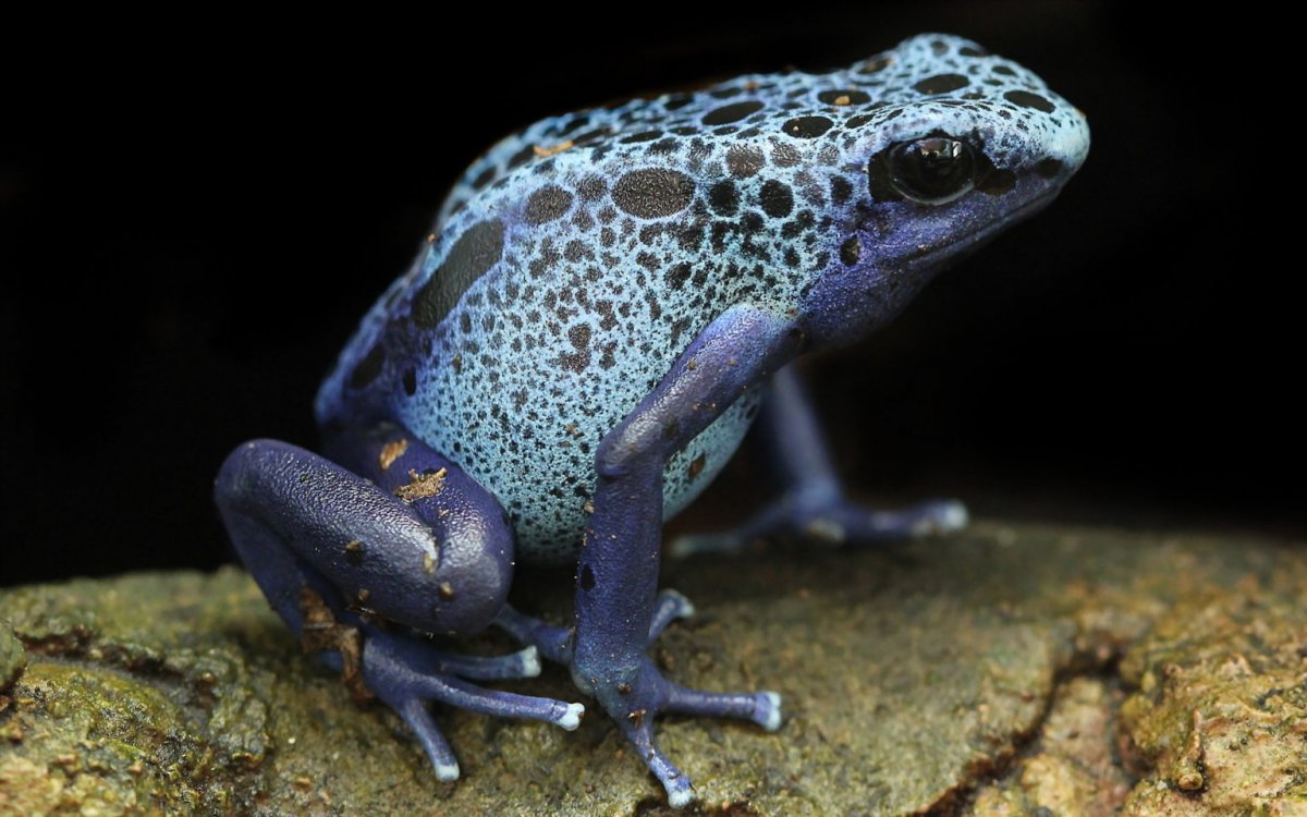 Мексиканская саламандра аксолотль