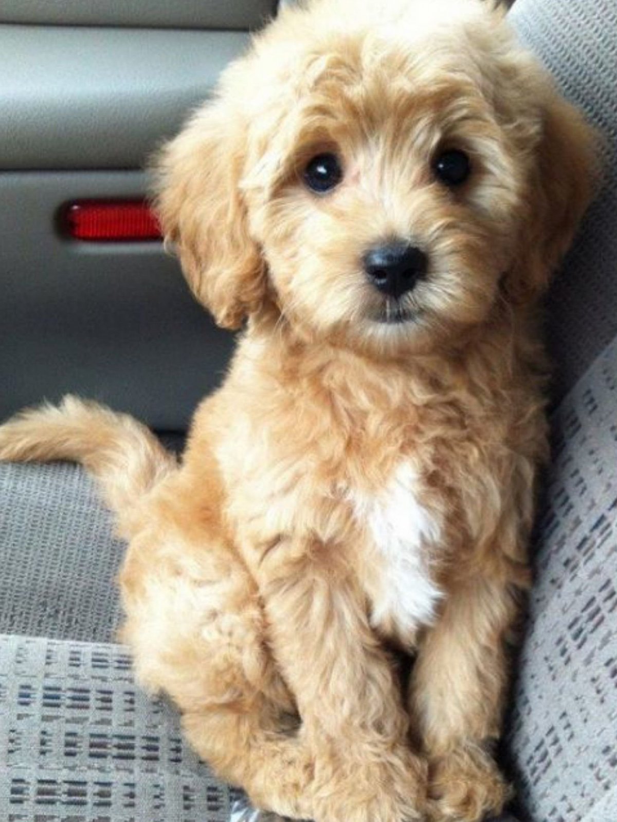 Болонка французская мальтипу