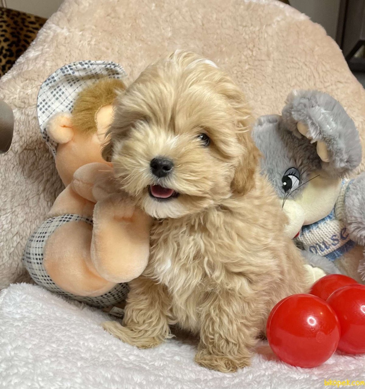 Карликовый пудель мальтипу