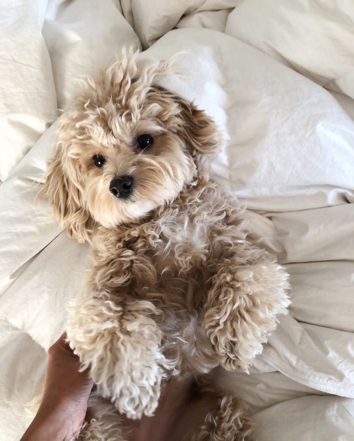 Карликовый пудель мальтипу