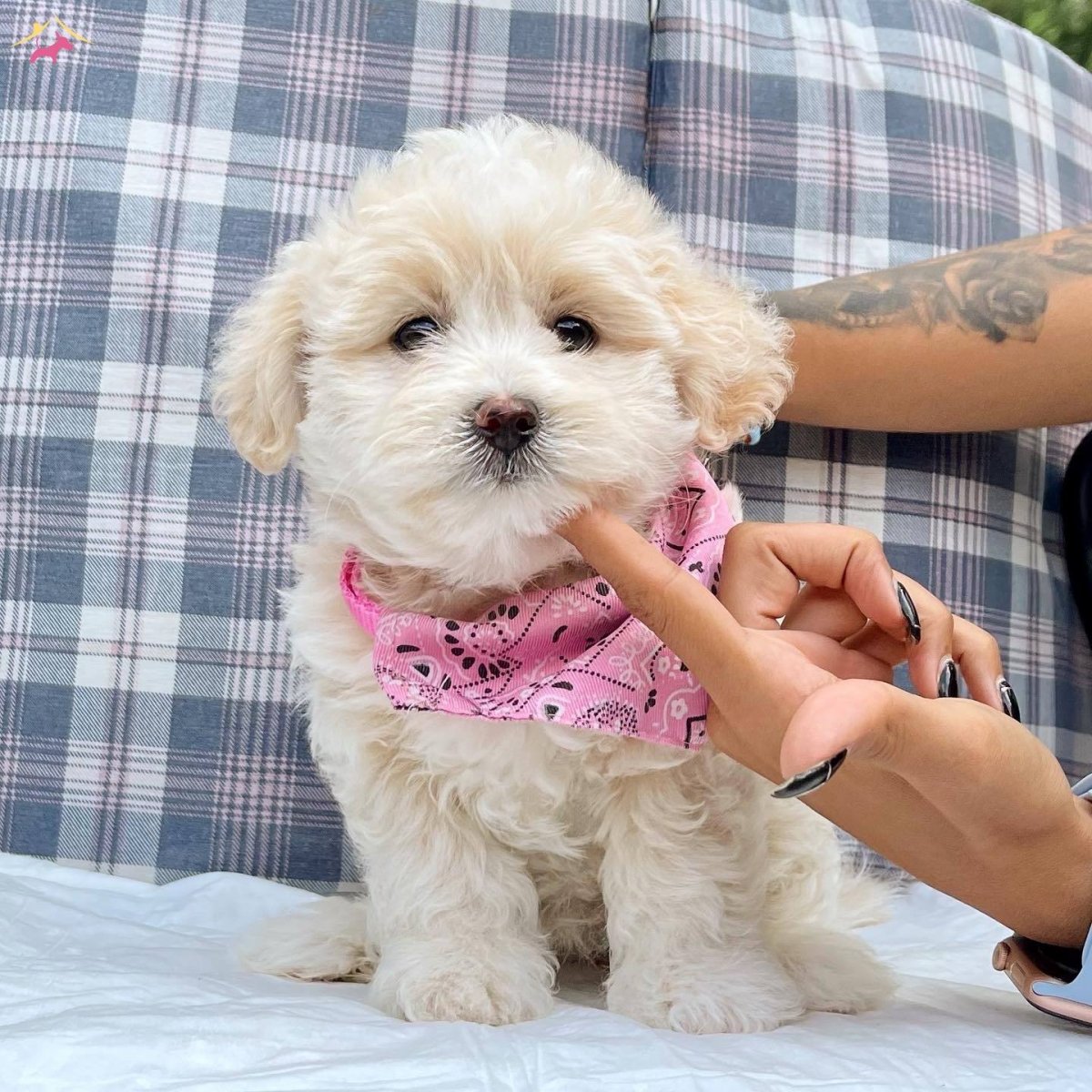 Мальтипу Купер