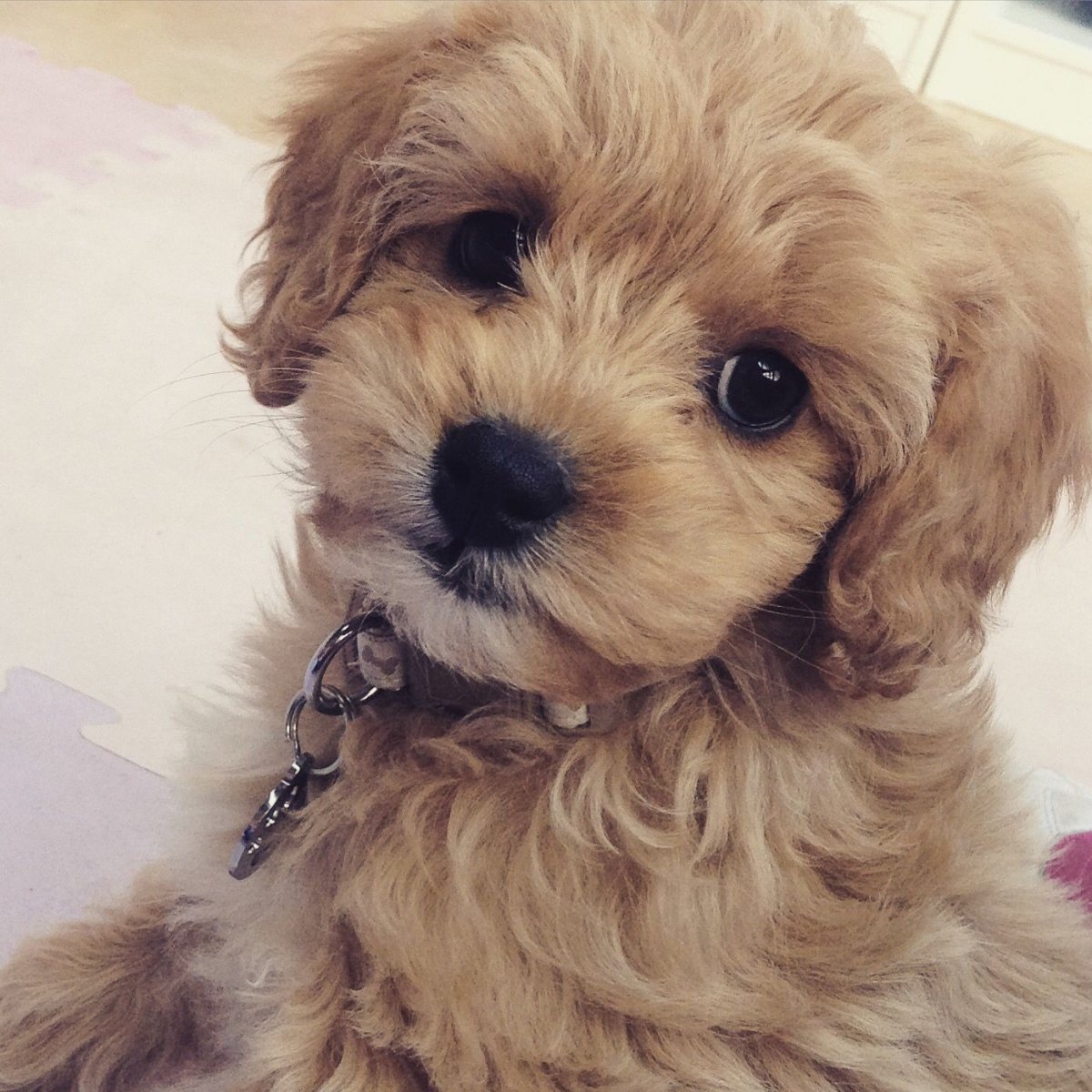 Порода мальтипу