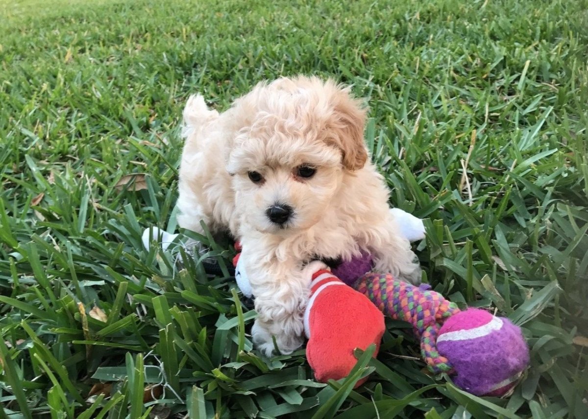 Мальтипу мини и стандарт