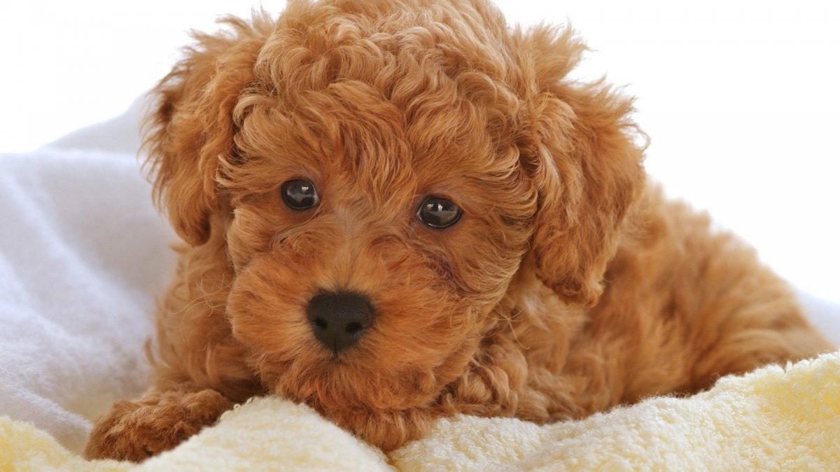 Порода мальтипу