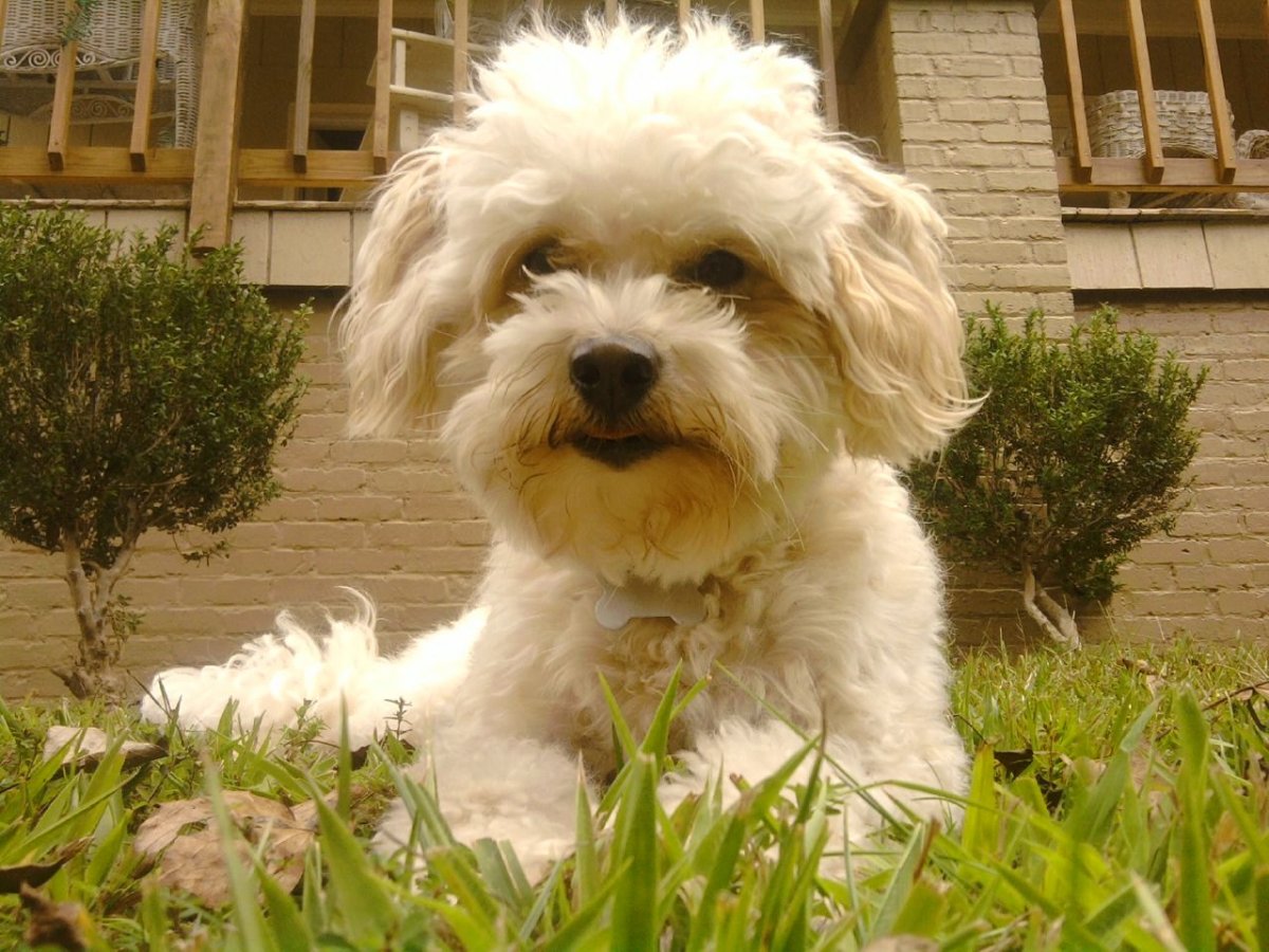 Мальтипу интересные сведения