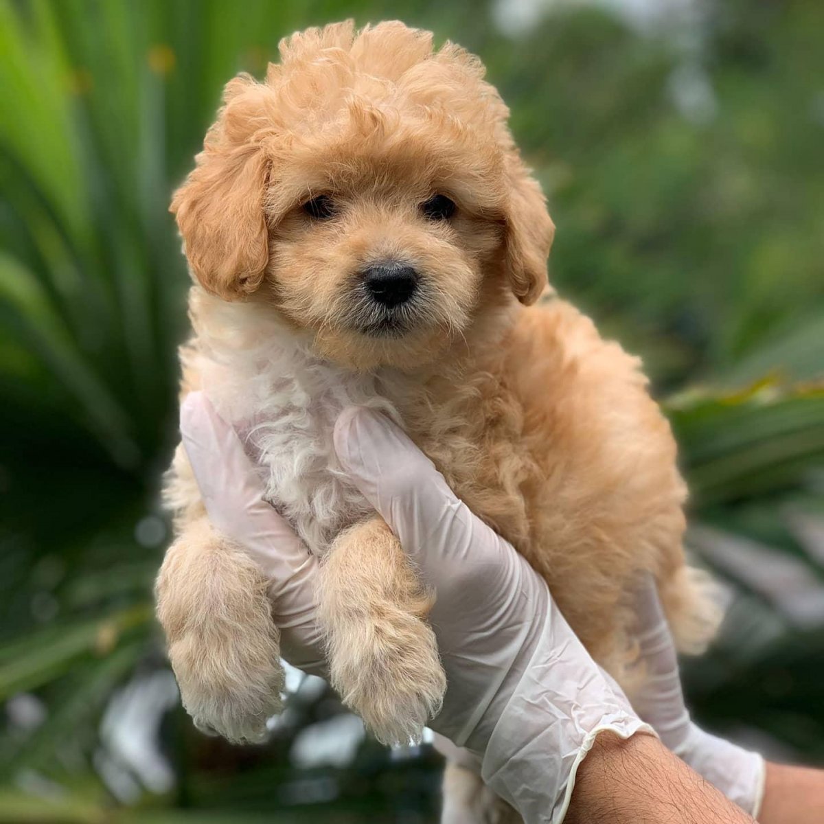 Карликовый пудель