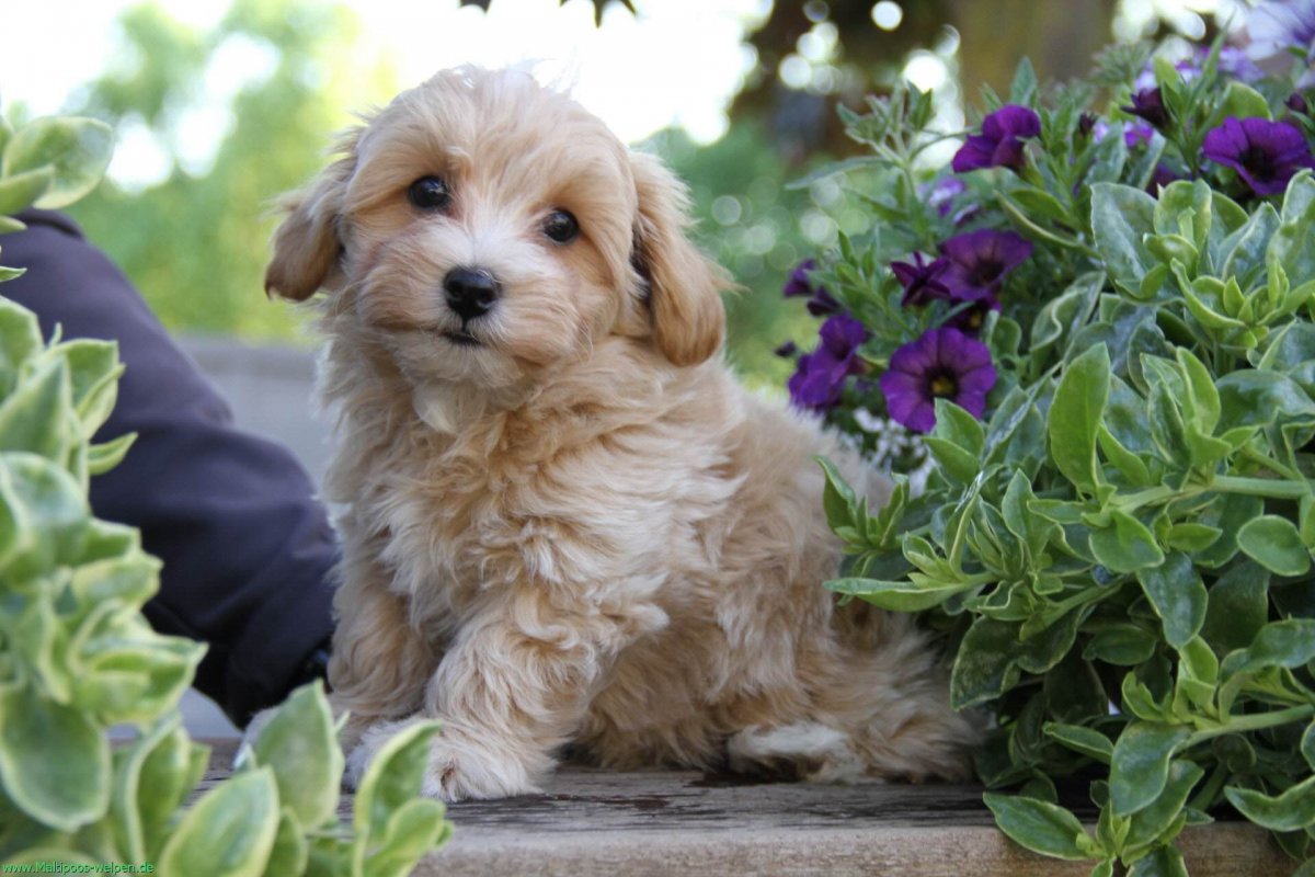 Пудель мальтипу рыжие