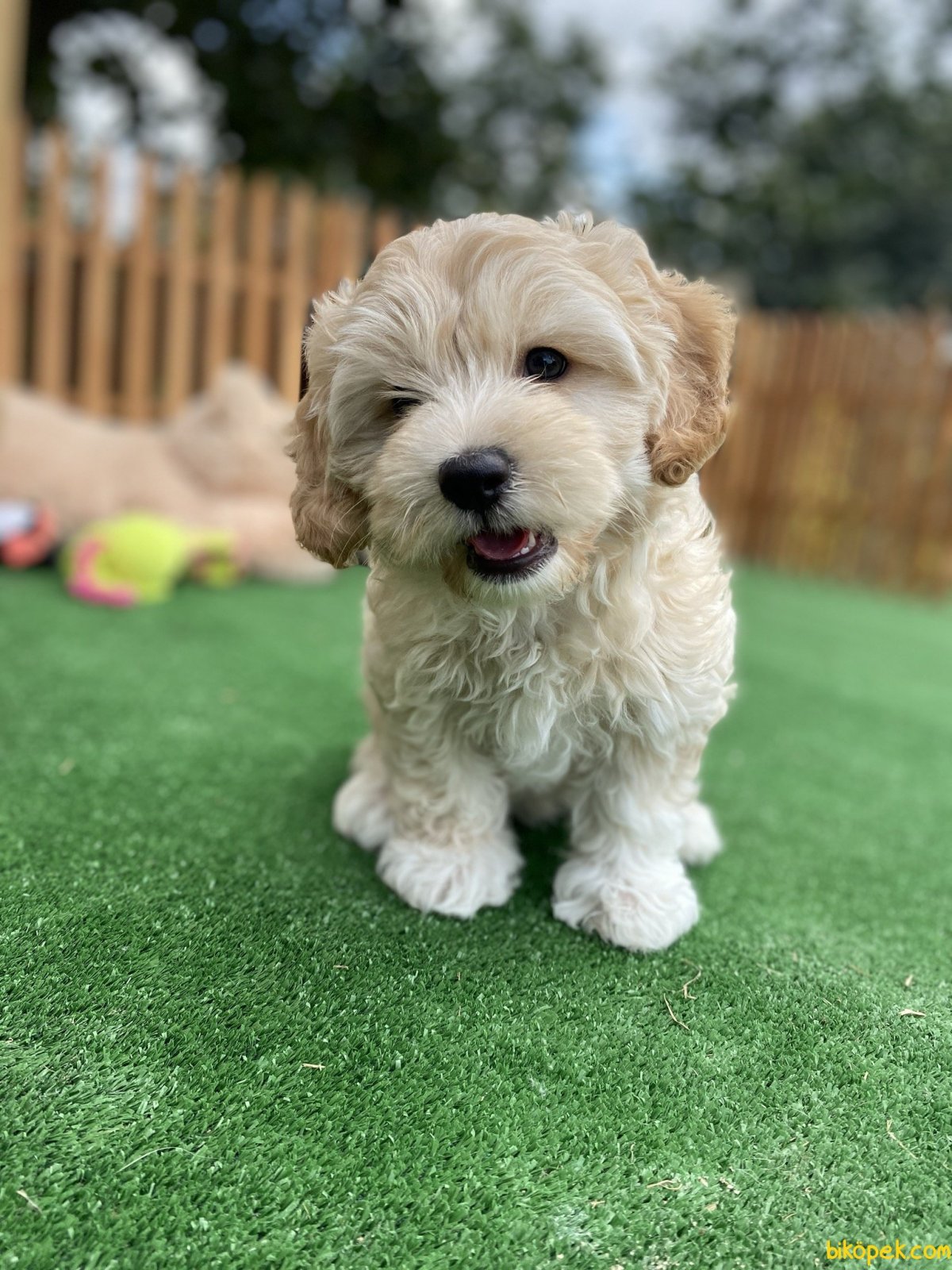 Мальтезе и мальтипу