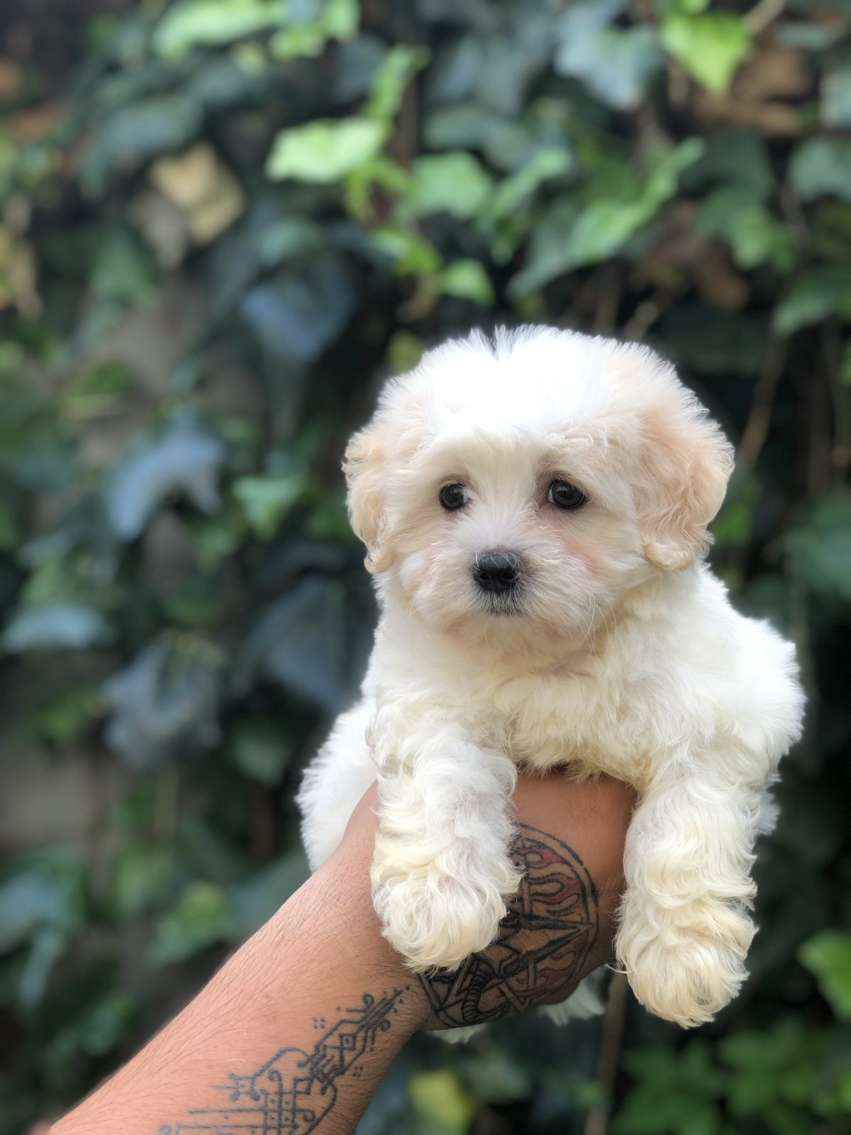 Мальтипу Бельгард