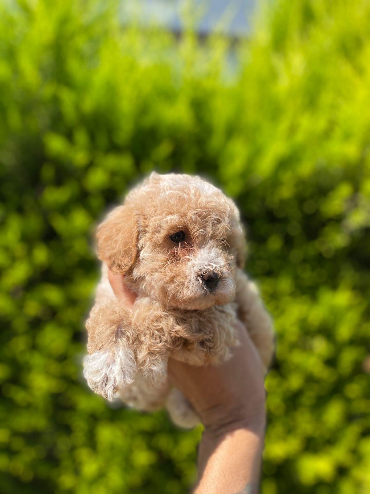 Паппи Ван пудель