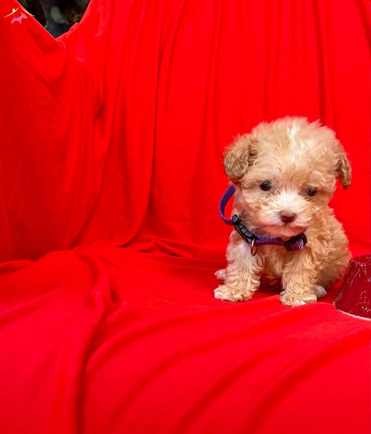 Мальтипу Фантом