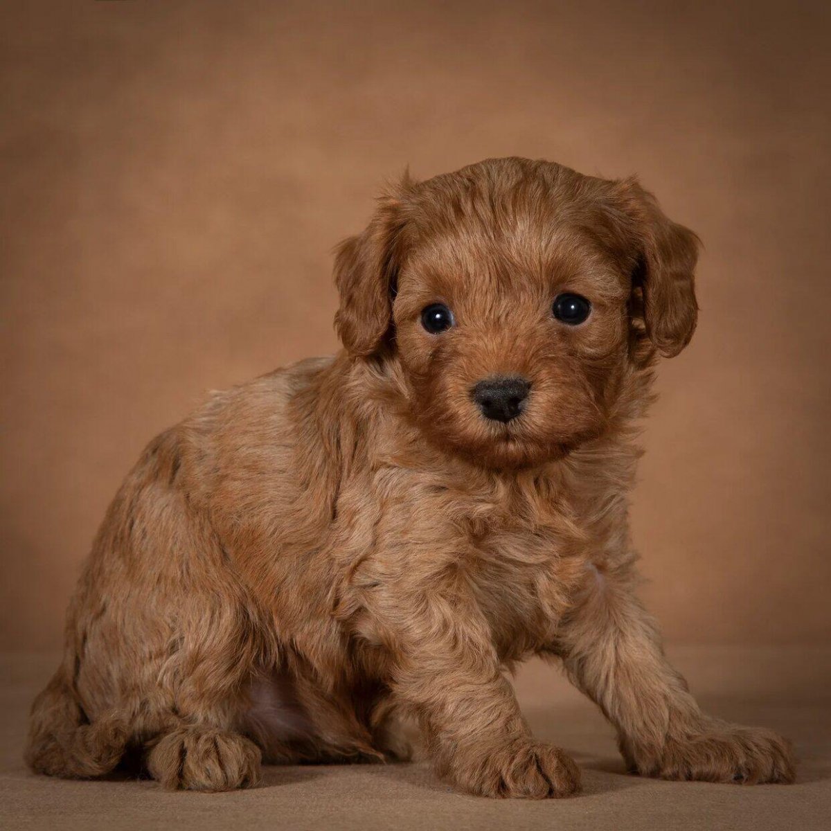 Мальтипу Купер