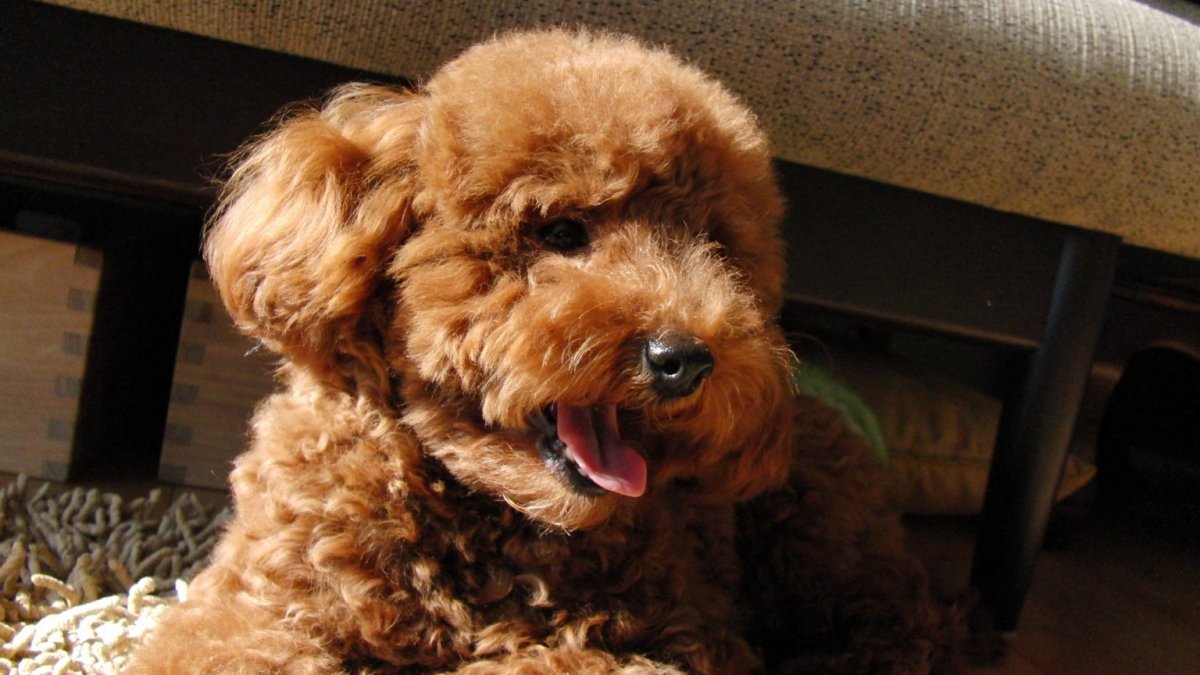 Мальтипу терьер