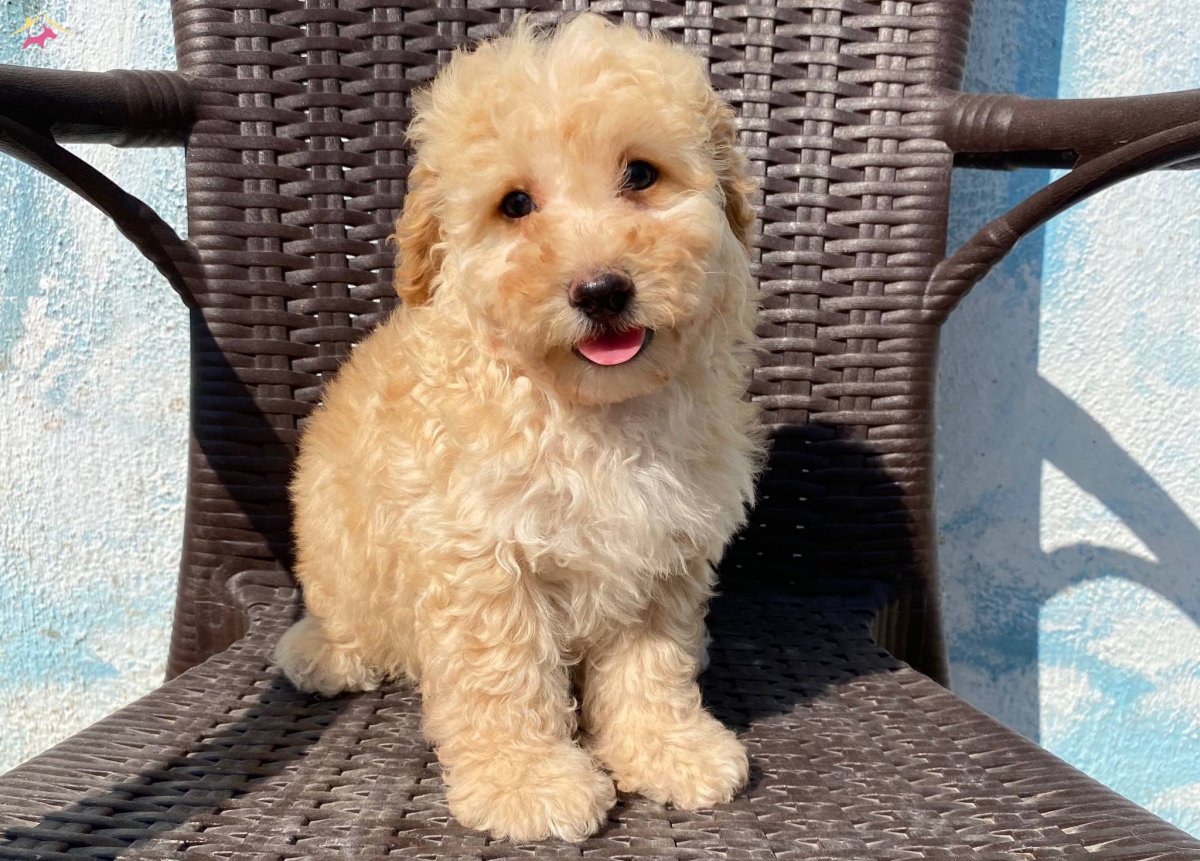 Мальтипу терьер