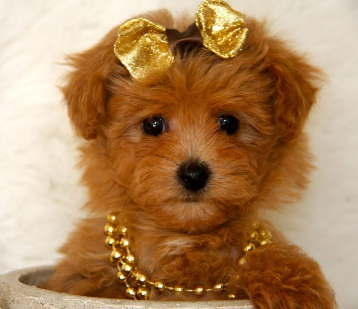 Мальтипу терьер