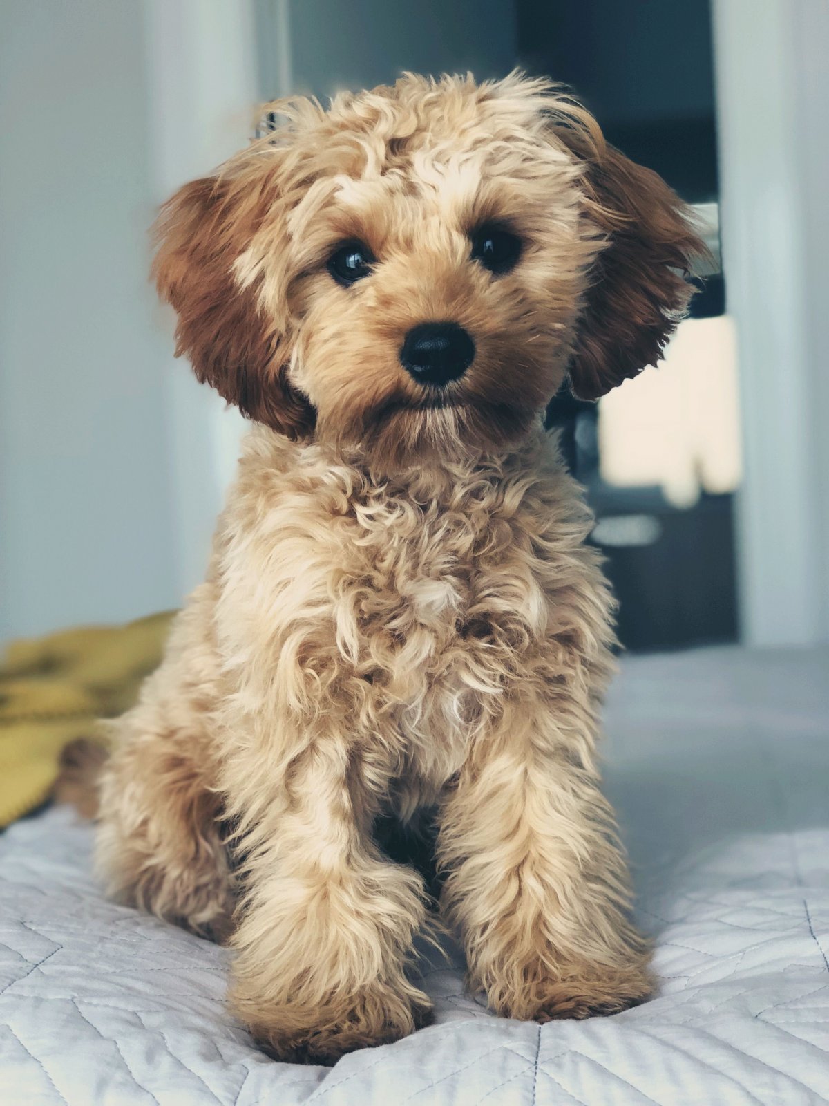 Мальтипу коричневый