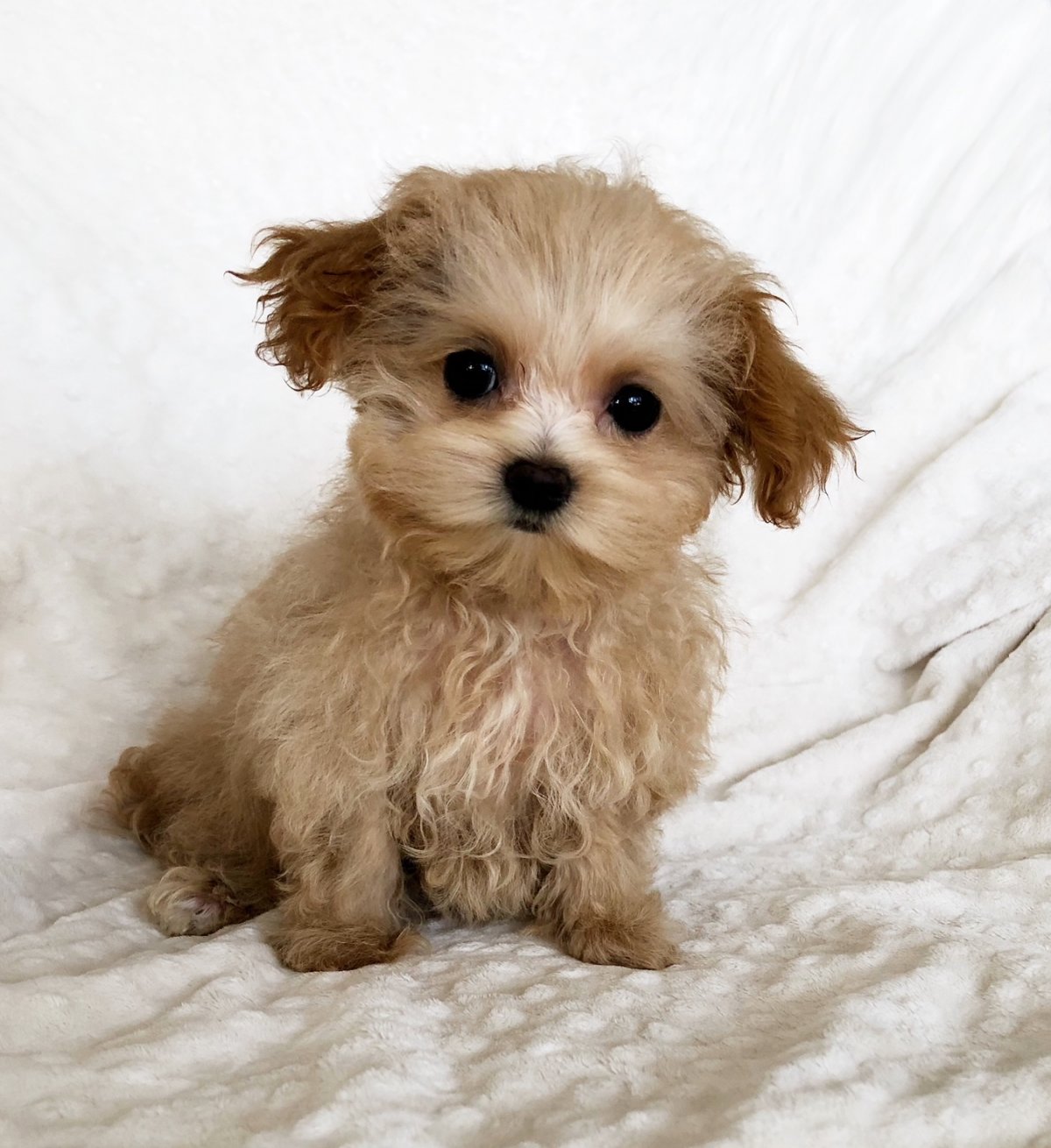 Мальтипу собака белая