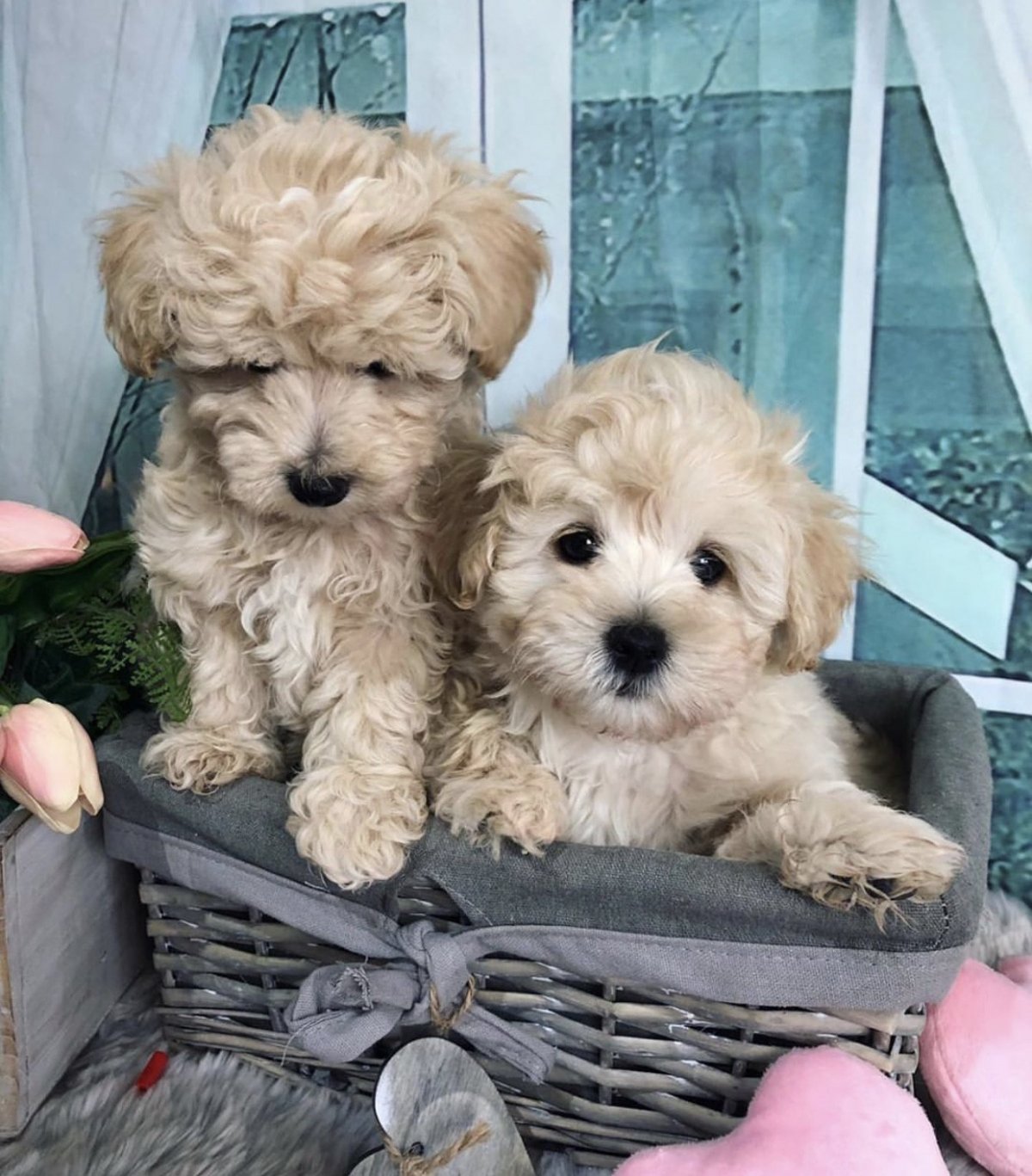 Мальтипу дог