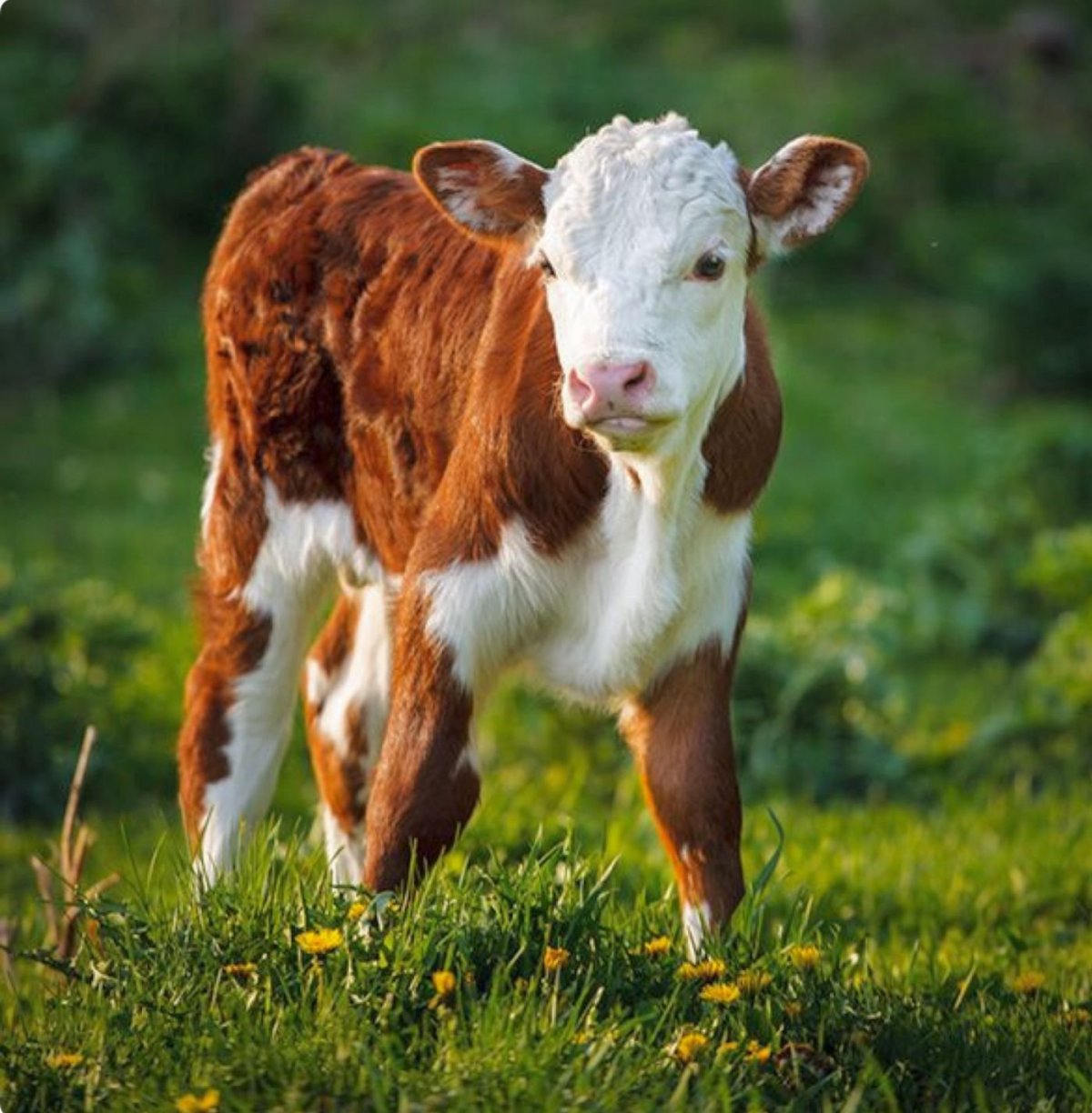 Домашние животные корова