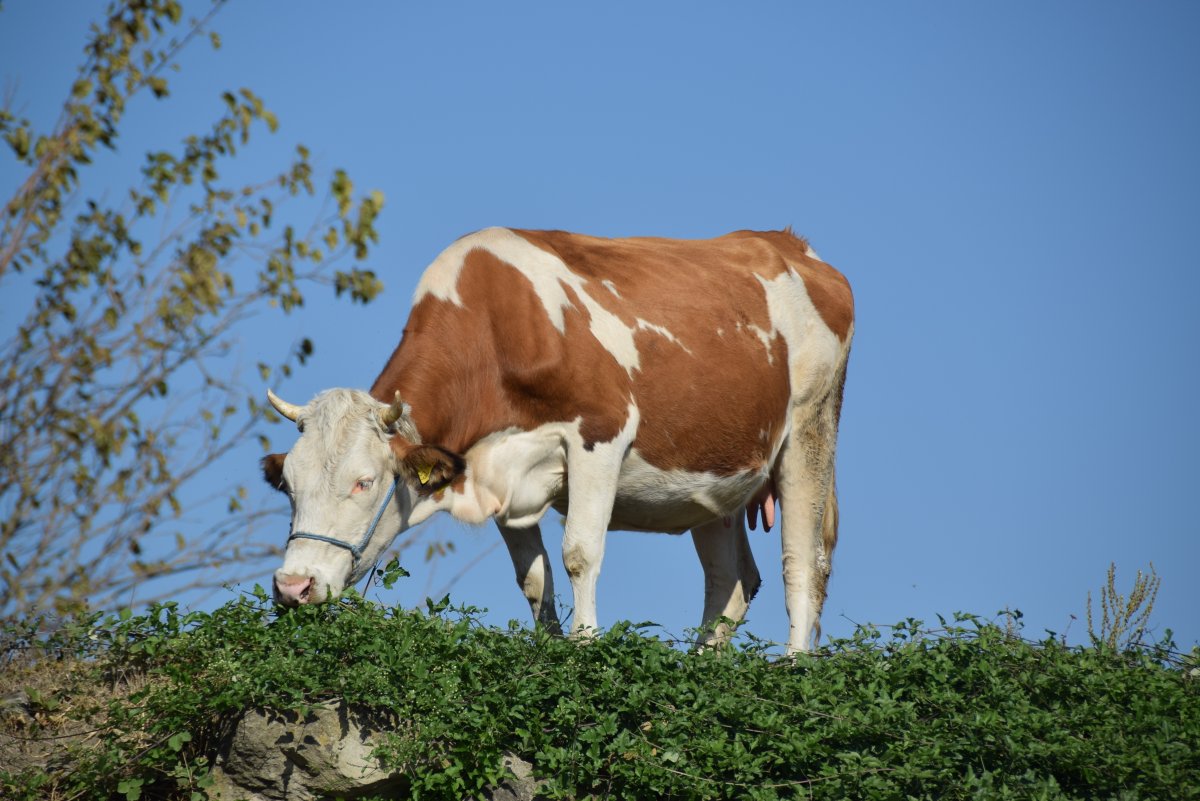 Животные корова
